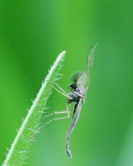 20120512蚊1.jpg