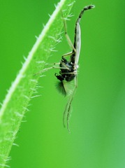 20120512蚊2.jpg