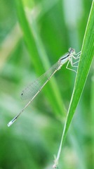 20120515蜻1.jpg