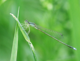 20120515蜻2.jpg