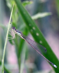 20120515蜻3.jpg