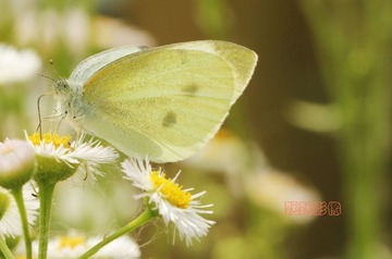 20120519蝶坐.jpg