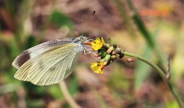 20120519蝶撑杆跳.jpg