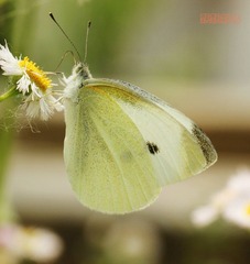 20120519蝶吊.jpg