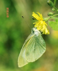 20120519蝶吊2.jpg