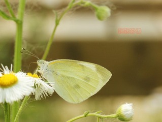 20120519蝶朵.jpg