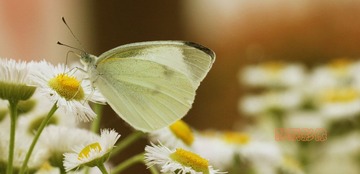 20120519蝶横.jpg