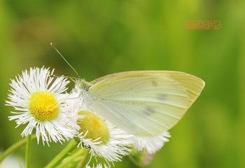 20120519蝶恋花.jpg