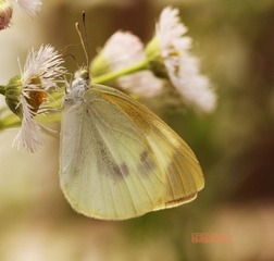 20120519蝶恋花2.jpg