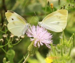 20120519蝶双蝶戏花.jpg
