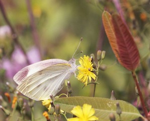 20120519蝶双叶.jpg