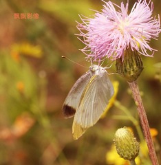20120519蝶戏姐妹花.jpg