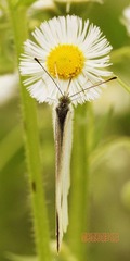 20120519蝶线.jpg