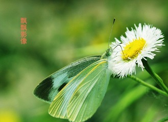 20120519蝶饮.jpg