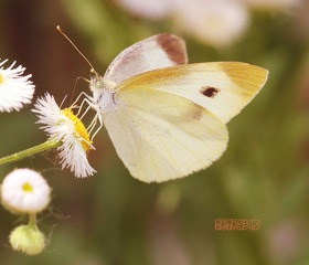 20120519蝶展翅.jpg