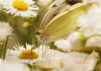 20120519蝶醉在花中.jpg