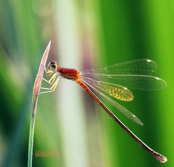 20120526豆娘展翅.jpg