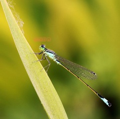 20120526蓝豆娘.jpg