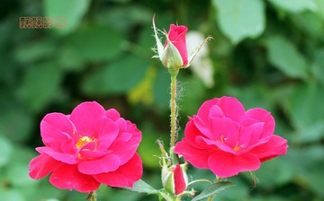 20120527并蒂花开.jpg