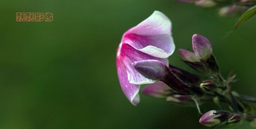 20120527花儿冲锋.jpg