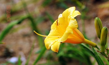 20120527留声机.jpg