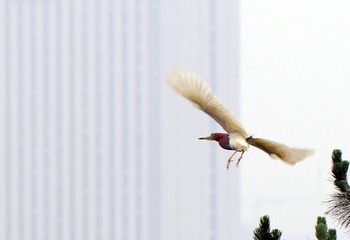 20120610亮鸟.jpg