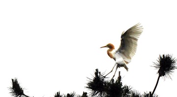 20120610鸟1.jpg