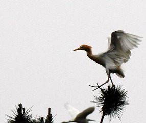 20120610鸟3.jpg