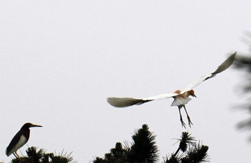 20120610鸟5.jpg