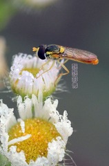 20120620美在花中.jpg