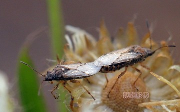 20120620辛勤耕耘.jpg