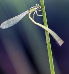 20120620撑杆跳.jpg