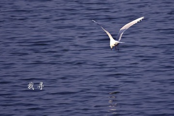 20121117找寻5622.jpg