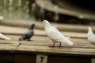 C9245E2E-A235-4E75-92F2-16F6B0039C5B/L0/001