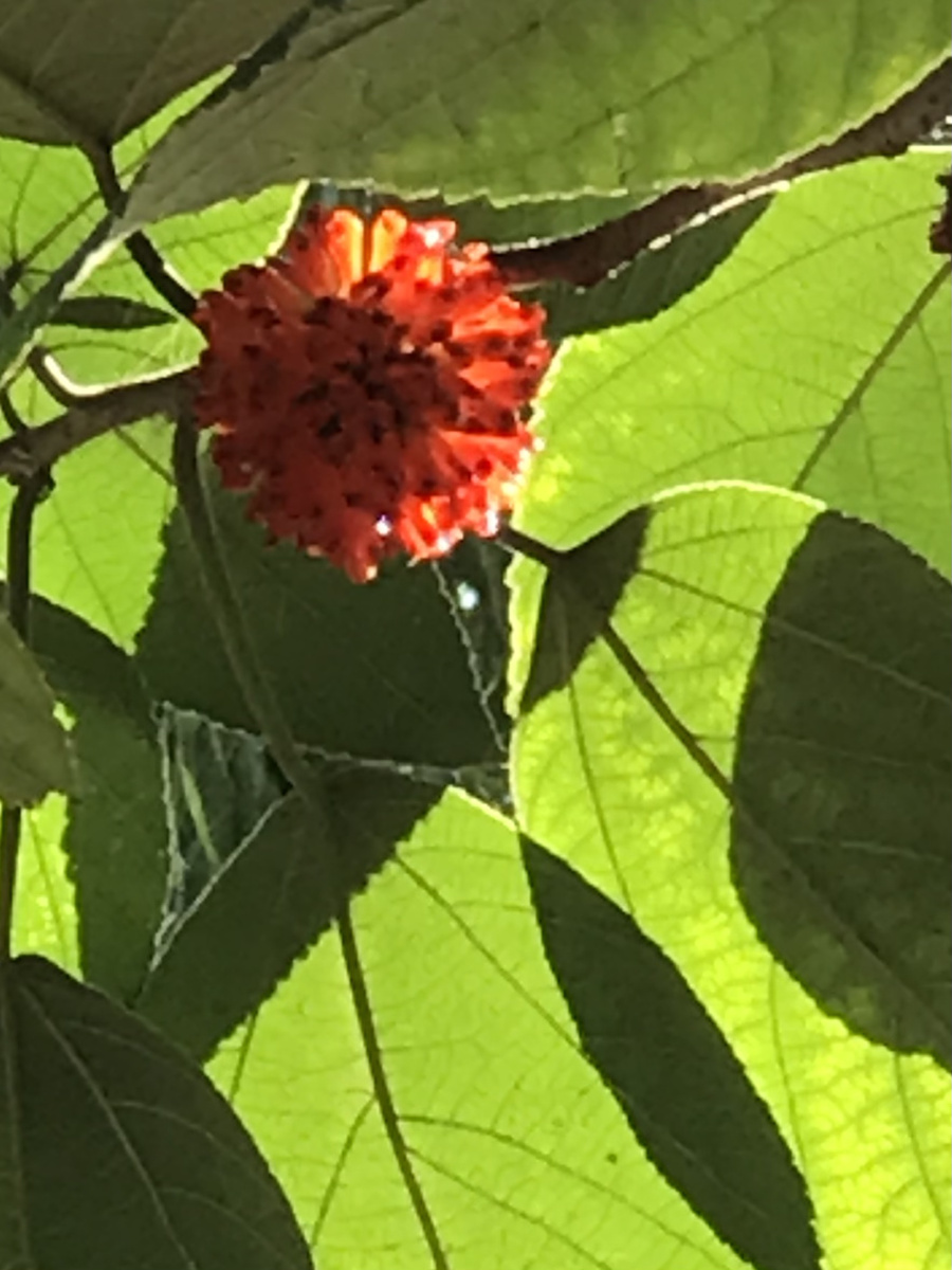 构树的果子——为桑科植物的成熟的果实,颜色鲜艳,红彤彤的非常漂亮