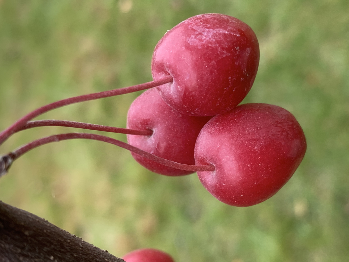 楸子别名海棠果,分布于河北等地,蔷薇科萍果属的一种植物,果实颜色很