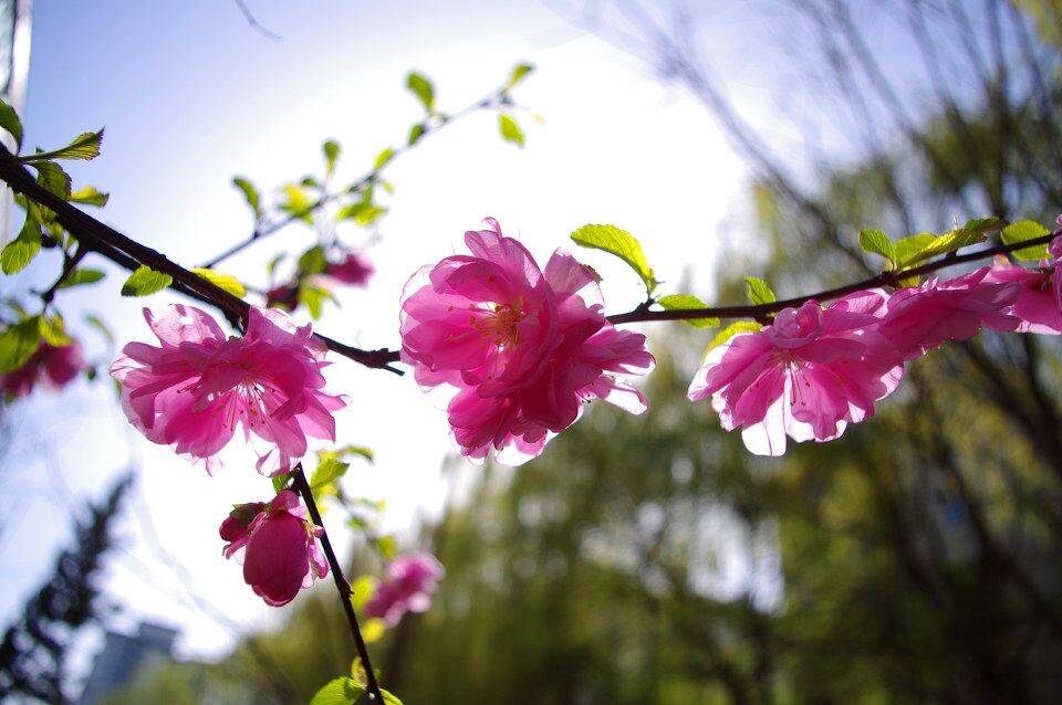 桃花<br />
