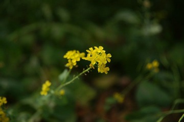 DSC07323.JPG