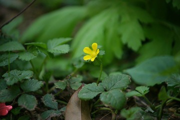 DSC07335.JPG