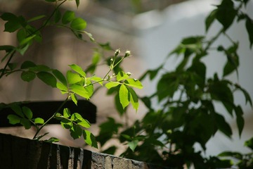 DSC07358.JPG