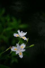 DSC07462.jpg