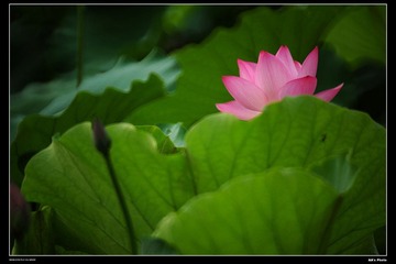 DSC_1250.jpg
