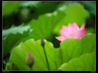 DSC_1251.jpg