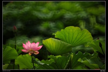 DSC_1374.jpg
