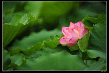 DSC_1481.jpg