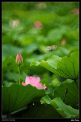 DSC_1505.jpg