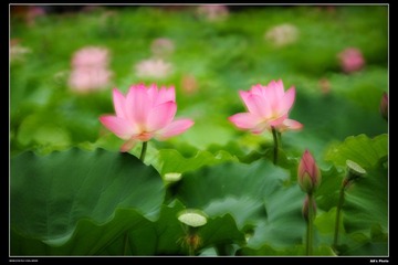 DSC_1528.jpg