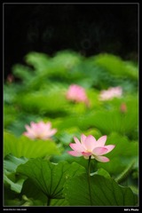 DSC_1529.jpg