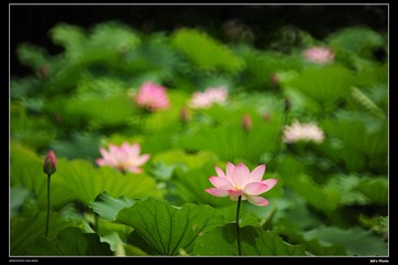 DSC_1532.jpg