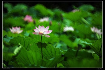 DSC_1541.jpg